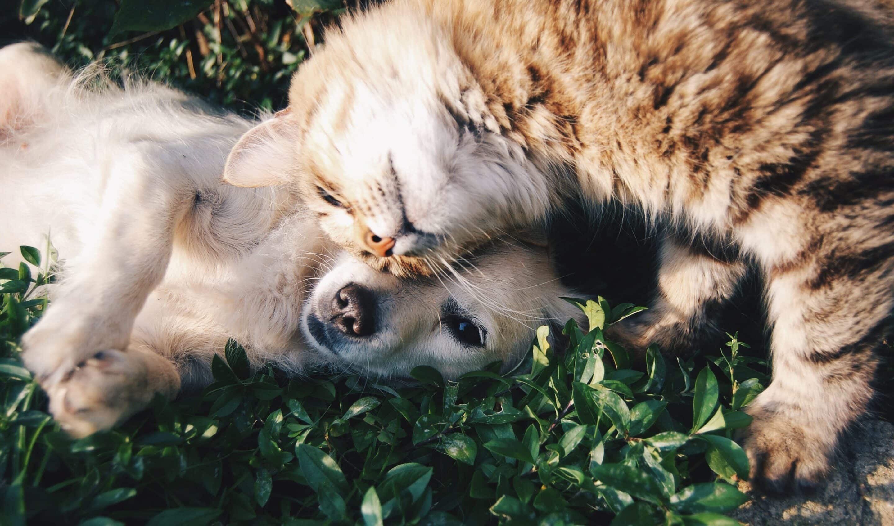 virtual therapy sessions with pets